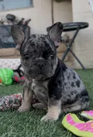 Tan collar, a male French Bulldog for sale in Wildomar, CA – 5 of 9