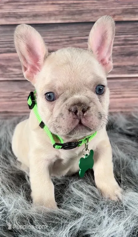 Green Collar – French Bulldog puppy for sale in Wildomar, CA