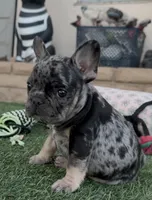 Tan collar, a male French Bulldog for sale in Wildomar, CA – 8 of 9