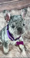 Purple Collar, a female French Bulldog for sale in Wildomar, CA – 7 of 8