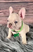Green Collar, a male French Bulldog for sale in Wildomar, CA – 5 of 8