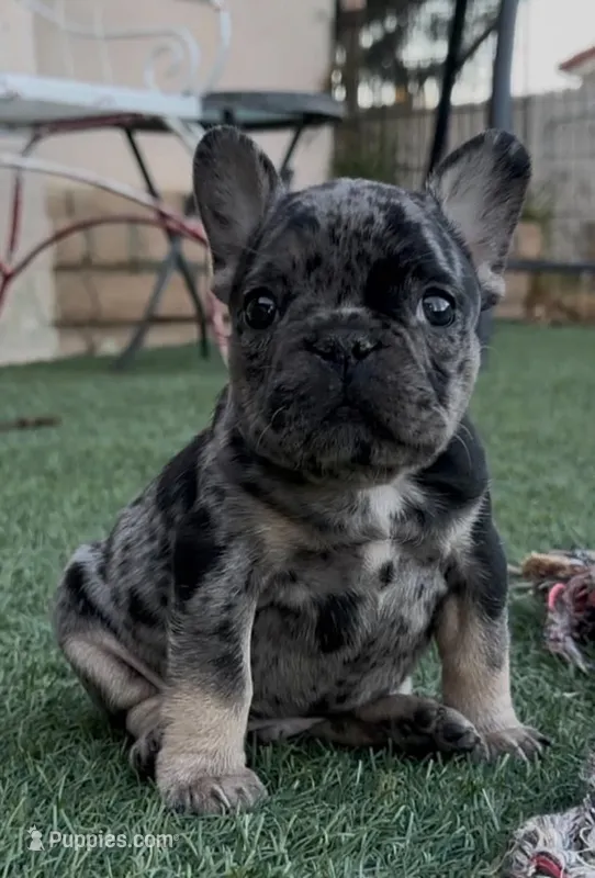 Tan collar – French Bulldog puppy for sale in Wildomar, CA