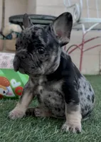 Tan collar, a male French Bulldog for sale in Wildomar, CA – 9 of 9