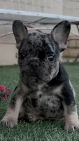 Tan collar, a male French Bulldog for sale in Wildomar, CA – 2 of 9
