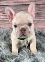 Green Collar, a male French Bulldog for sale in Wildomar, CA – 3 of 8