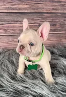 Green Collar, a male French Bulldog for sale in Wildomar, CA – 8 of 8