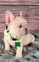 Green Collar, a male French Bulldog for sale in Wildomar, CA – 7 of 8