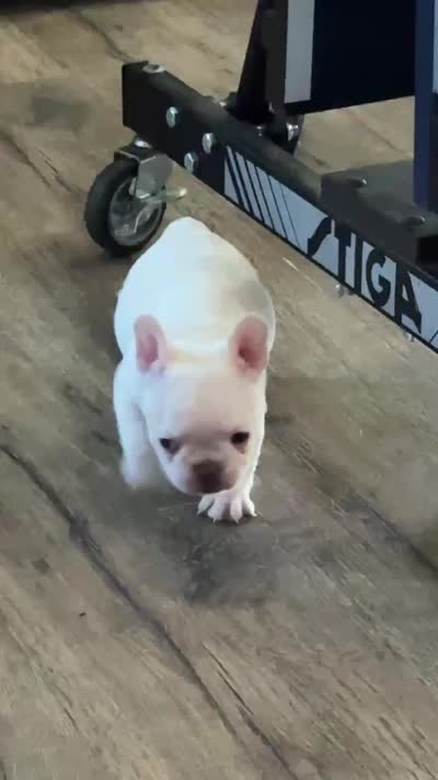 PEARL, a female French Bulldog for sale in Wildomar, CA – 4 of 4
