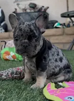 Tan collar, a male French Bulldog for sale in Wildomar, CA – 6 of 9