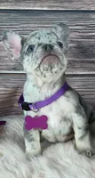 Purple Collar, a female French Bulldog for sale in Wildomar, CA – 2 of 8