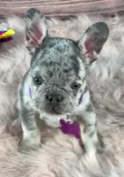 Purple Collar, a female French Bulldog for sale in Wildomar, CA – 5 of 8