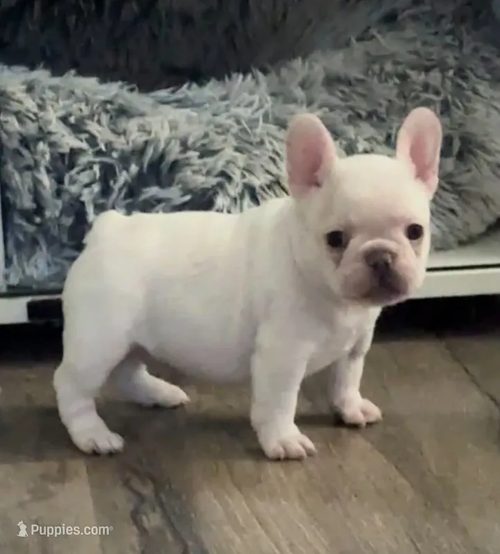 PEARL – French Bulldog puppy for sale in Wildomar, CA