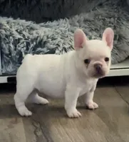 PEARL, a female French Bulldog for sale in Wildomar, CA – 1 of 4