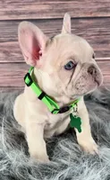 Green Collar, a male French Bulldog for sale in Wildomar, CA – 2 of 8