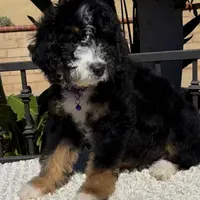 Purple collar Female, a female Miniature Bernedoodle for sale in Wildomar, CA – Photo 5 of 10