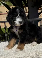 Purple collar Female, a female Miniature Bernedoodle for sale in Wildomar, CA – Photo 5 of 10