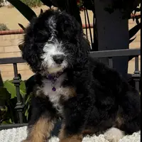 Purple collar Female, a female Miniature Bernedoodle for sale in Wildomar, CA – Photo 7 of 10