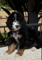Purple collar Female, a female Miniature Bernedoodle for sale in Wildomar, CA – Photo 7 of 10