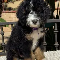 Purple collar Female, a female Miniature Bernedoodle for sale in Wildomar, CA – Photo 4 of 10