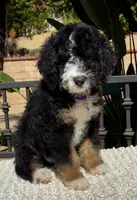 Purple collar Female, a female Miniature Bernedoodle for sale in Wildomar, CA – Photo 4 of 10