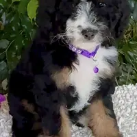 Purple collar Female, a female Miniature Bernedoodle for sale in Wildomar, CA – Photo 9 of 10