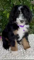 Purple collar Female, a female Miniature Bernedoodle for sale in Wildomar, CA – Photo 9 of 10