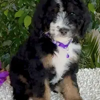 Purple collar Female, a female Miniature Bernedoodle for sale in Wildomar, CA – Photo 10 of 10