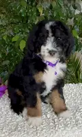 Purple collar Female, a female Miniature Bernedoodle for sale in Wildomar, CA – Photo 10 of 10