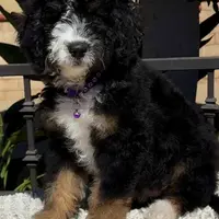 Purple collar Female, a female Miniature Bernedoodle for sale in Wildomar, CA – Photo 6 of 10