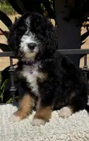 Purple collar Female, a female Miniature Bernedoodle for sale in Wildomar, CA – Photo 6 of 10