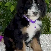 Purple collar Female, a female Miniature Bernedoodle for sale in Wildomar, CA – Photo 1 of 10