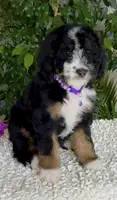Purple collar Female, a female Miniature Bernedoodle for sale in Wildomar, CA – Photo 1 of 10