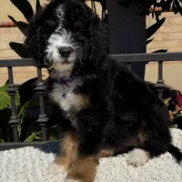Purple collar Female, a female Miniature Bernedoodle for sale in Wildomar, CA – Photo 8 of 10