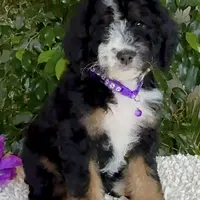 Purple collar Female, a female Miniature Bernedoodle for sale in Wildomar, CA – Photo 2 of 10