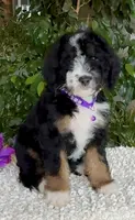 Purple collar Female, a female Miniature Bernedoodle for sale in Wildomar, CA – Photo 2 of 10