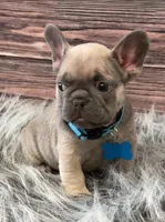 Teal collar, a male French Bulldog for sale in Wildomar, CA – 4 of 6