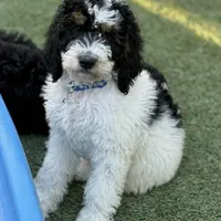 Blue collar male, a male Miniature Bernedoodle for sale in Wildomar, CA – Photo 10 of 10