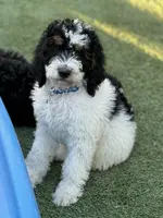 Blue collar male, a male Miniature Bernedoodle for sale in Wildomar, CA – Photo 10 of 10