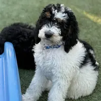 Blue collar male, a male Miniature Bernedoodle for sale in Wildomar, CA – Photo 5 of 10