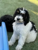 Blue collar male, a male Miniature Bernedoodle for sale in Wildomar, CA – Photo 5 of 10
