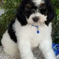 Blue collar male, a male Miniature Bernedoodle for sale in Wildomar, CA – Photo 8 of 10
