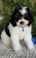 Blue collar male, a male Miniature Bernedoodle for sale in Wildomar, CA – Photo 8 of 10