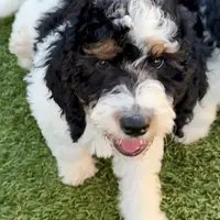 Blue collar male, a male Miniature Bernedoodle for sale in Wildomar, CA – Photo 7 of 10