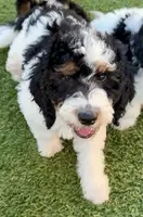 Blue collar male, a male Miniature Bernedoodle for sale in Wildomar, CA – Photo 7 of 10
