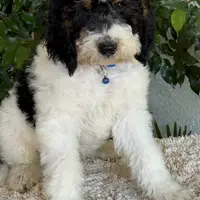 Blue collar male, a male Miniature Bernedoodle for sale in Wildomar, CA – Photo 2 of 10