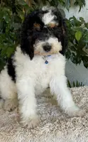 Blue collar male, a male Miniature Bernedoodle for sale in Wildomar, CA – Photo 2 of 10