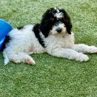 Blue collar male, a male Miniature Bernedoodle for sale in Wildomar, CA – Photo 4 of 10