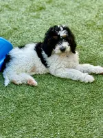 Blue collar male, a male Miniature Bernedoodle for sale in Wildomar, CA – Photo 4 of 10