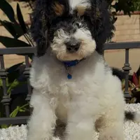 Blue collar male, a male Miniature Bernedoodle for sale in Wildomar, CA – Photo 6 of 10