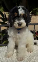 Blue collar male, a male Miniature Bernedoodle for sale in Wildomar, CA – Photo 6 of 10
